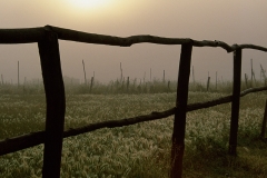 Tuscan Morn, Tuscany, Italy